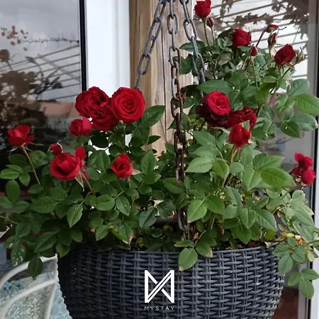 Apartamento Mystay - Casa Sete Lano Pedrogao (Leiria)